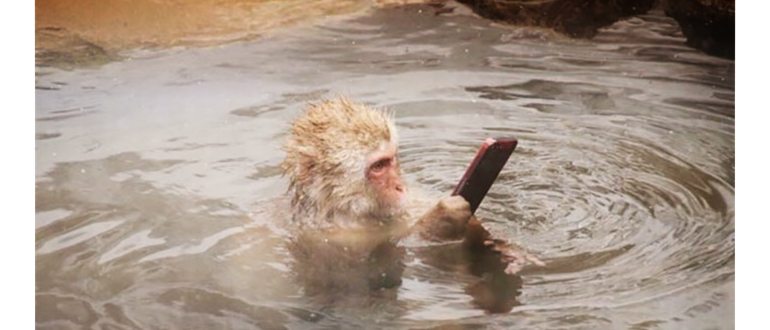 20140211monkeywithaniphone