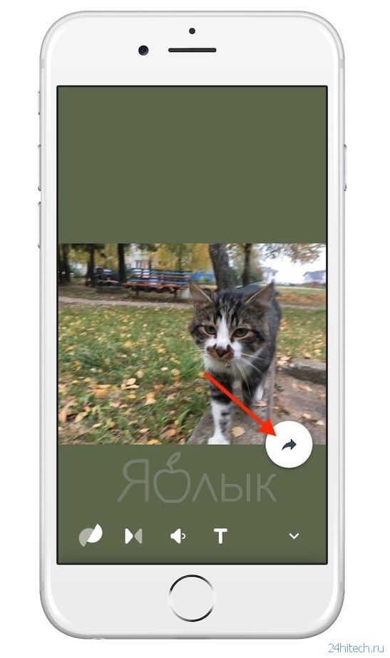 Как публиковать Live Photos (Живые фото) с iPhone в Instagram без потери 