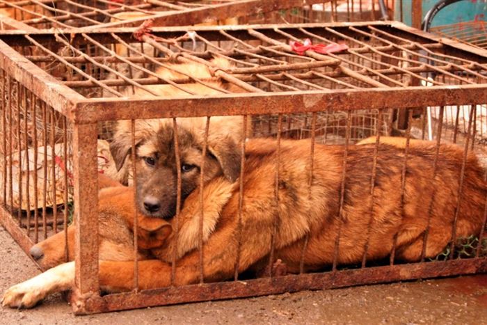 Собаки даже не могут встать в жестких низких клетках